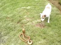 勇敢なワンコ。庭に現れた体長1.3メートルの毒蛇（ケープコブラ）を退治する。