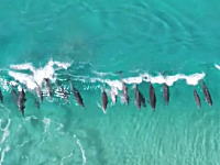 波に乗って遊ぶイルカさんたちを上空から撮影したビデオﾟ+｡:.ﾟヽ(*´∀`)ﾉﾟ.:｡+ﾟ