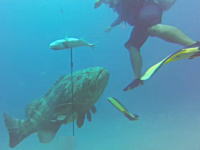 水中でデカい魚に襲われたら怖い。ゴリアテに獲物を奪われたダイバーの映像。