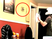 これはでけえｗｗｗ部屋に現れた巨大な蜘蛛を捕獲しようとした男性がｗｗｗｗｗ