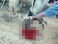 動物たちを食べるという事。ヤギを叩き殺して血を抜く作業を行っている動画。