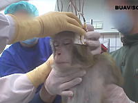 頭蓋骨に電子デバイスを取り付けられ様々なテストを行う。動物実験の現場を隠し撮り。