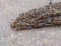 虫の世界にも協調性の無いヤツがいる。先頭が右と左に分かれてしまった幼虫の群れ。