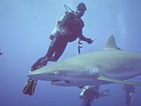 危険なＧＪ動画。ダイビング中に大きな釣り針が刺さったサメを発見したので抜いてあげた