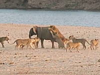 14頭のメスライオンに襲われている幼い象さんの姿が撮影される。生還したのか。