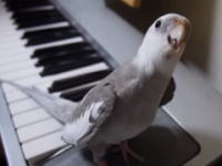 このオカメインコかわええ(*´д｀*)ピアノに合わせてトトロを歌うインコのぽこちゃん