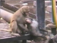 線路で感電してしまった仲間を救うお猿さんの映像が撮影されて話題に。インド。