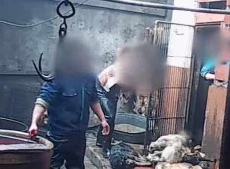 犬を次々に撲殺。中国の犬皮工場での犬の扱いが酷すぎる動画。動物愛護団体による潜入隠し撮り。
