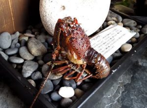 旅館の伊勢海老が脱皮。その瞬間の映像を女将さんが撮影してネットに投稿。