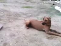 飼い主が池で溺れている（フリ）のを発見したワンコの反応。これは良い犬。
