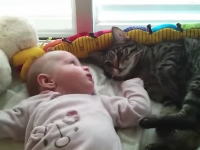 赤ちゃんとニャンコ。ベッドでゴロゴロしていたのを赤ちゃんに邪魔された猫がｗ