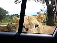 車の中だから安全だと思ってたのにまさかライオンがドアを開けてくるとは・・・。