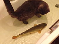 お互いに興味津々？バスタブの中を泳ぎ回るコイとネコちゃん。ほのぼの動画。