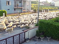 俺んちの垣根を食うなｗｗｗ羊の大移動で住宅街を通ったもんだから・・・。働くワンコ。