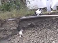 お母さん猫の愛。崖から落ちた我が子を助けるニャンコのビデオが人気になってる。