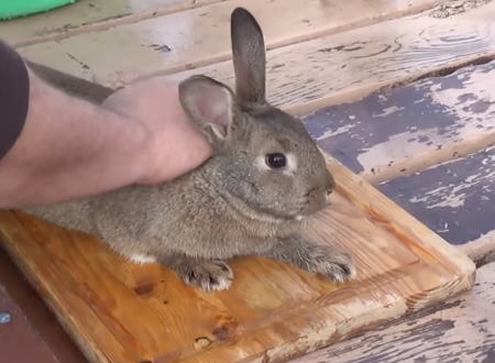 ウサギのさばき方を解説したビデオが衝撃的。金槌と鉄砲のシーンあり。