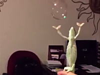 このカメレオン可愛すぎワロタｗｗｗシャボン玉に興奮して手を伸ばすカメレオンのビデオが人気。