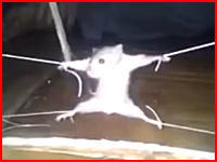 店の商品を荒らした罪で四肢をロープで縛られ吊るされているネズミさん。