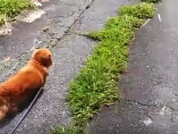 散歩中に突然飼い主が倒れたら犬はどんな反応をする？実験してみた動画が人気に。