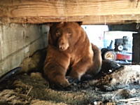 自宅のバルコニーの床下に大きなクマが出た時の対処方法。近づきすぎやろ(°_°)