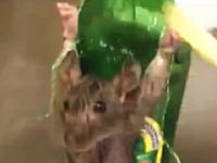 店を荒らした罪で店主に捕まった2匹のネズミが磔にされているビデオ。