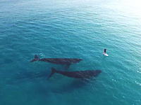 パドルボーディング中の人間と2頭のクジラの出会い。エスペランスの浅瀬にやってきたクジラたち。