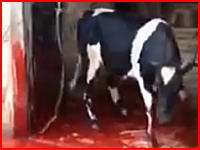 屠殺失敗で牛に逃げられてしまうビデオ。首からピュッピュと血を吹きだしながら逃走する牛。