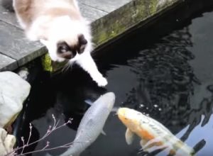 種族の違う出会い。モフいニャンコと池の鯉。ラグドールのティモ君。