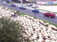 ポーランドでは羊の大移動の為に渋滞が発生する事がある。今日のほのぼの動画。