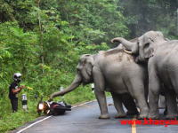 こんなん怖すぎるやろ(´°_°`)道路で野生の象さんに遭遇したライダーが絶体絶命の大ピンチに！