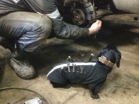 愛犬を仕事の助手にできる素敵なドッグウエアができたらしい。自動車整備犬。