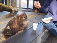 動物園のオランウータンにマジックを披露してみた動画。反応が面白いｗｗｗ