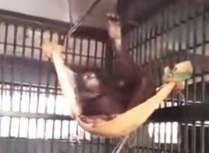 驚きの知能をみせるオランウータン。布きれを使って自分でハンモックを作って休む。