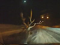 野生の鹿をはねちゃったドライブレコーダー（日本）それにしても鹿がでけえｗｗｗ