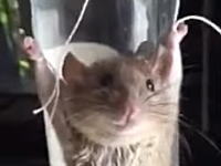 ネズミを叱っても無駄だろｗｗ中国のおばちゃんネズミを磔にして罰をあたえる。