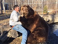 ヤバいくらいデカい熊と戯れる男。ヤツが本気を出したら片手で殺されるレベル(°_°)