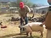 豚を殺そうとしていた男性が自ら振り下ろした斧でノックアウトされちゃう謎い動画。