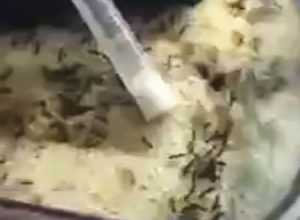 この蟻こええええ！蟻の飼育箱の中に一匹のハムスターを入れてみたら(((ﾟДﾟ)))