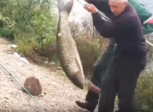 これは鯉か？悲しい釣り人動画。スーパーサイズの鯉を釣り上げたと思ったのに。