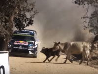 WRC動画。コースを横断しようとした牛の群れをギリギリで避けるラリーカー。
