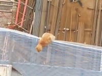 建設現場のキャッチネットでオロオロしていたニャンコがクレーンに驚いて落下。