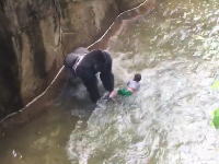 動物園の獣舎に落ちた4歳の男の子がゴリラのおもちゃにされている映像が公開される。