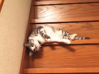 とてもだらしなく階段を落ちてくる猫ちゃんの映像が人気に。痒かったんだなｗｗｗ