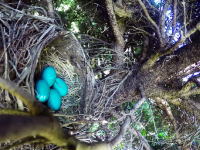 子育ての様子を映像にしようと鳥の巣にGoProカメラを仕掛けた結果(´･_･`)