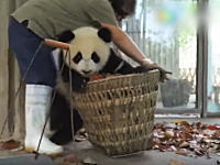 可愛すぎワロ(・∀・)タ！清掃員の邪魔ばかりするジャイアントパンダの映像が大ヒット。