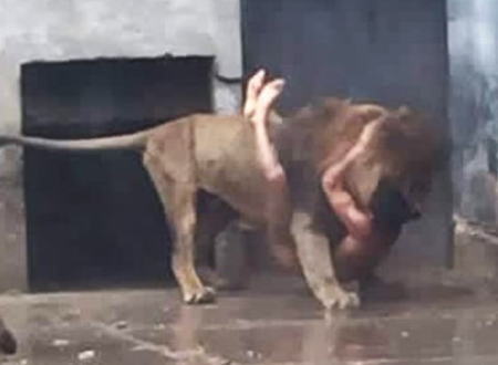 動画像。自殺しようとライオンの檻に侵入した男のせいでライオン2頭が射殺される。