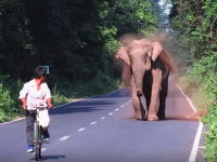 野生の象に追いかけられた自転車の兄ちゃんが焦ってペダルを踏み外すｗｗｗ