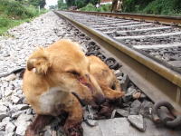 電車との衝突事故で危険な状態にあった野良犬を助けてあげた動画。アニマルエイド。