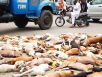 毒殺されたワンちゃんたちの扱いが・・・。パキスタンで増えすぎた野良犬を毒殺。