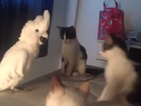 猫の集会に参加しようと鳴き声を真似ながら近づくオウムさんのビデオが人気。